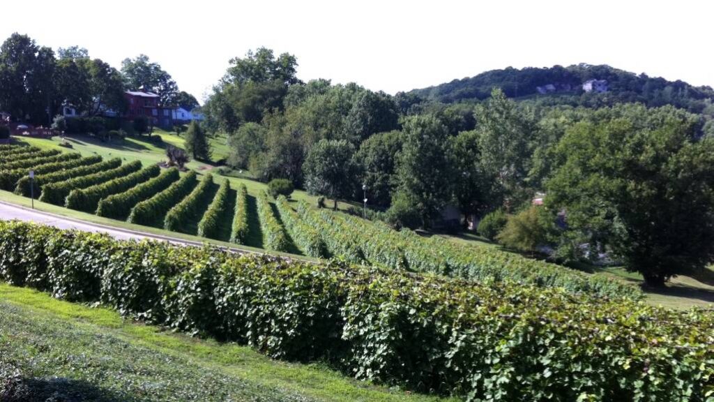 Rows of grape vines on a hillside at a winery in Hermann, Missouri